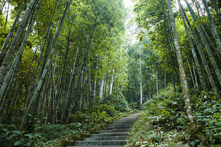 越南河江新文境天瀑布的竹林背景图片