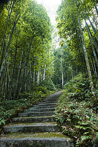 越南河江新文境天瀑布的竹林背景图片