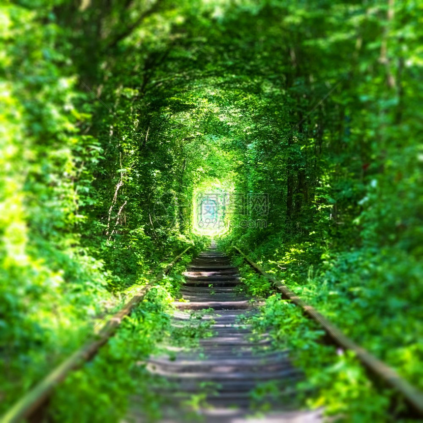 著名的Love隧道乌克兰里夫诺地区Klevan的地标乌克兰里夫诺地区有绿树和草的深森林铁路线图片