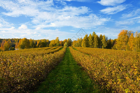 秋季农业景观图片