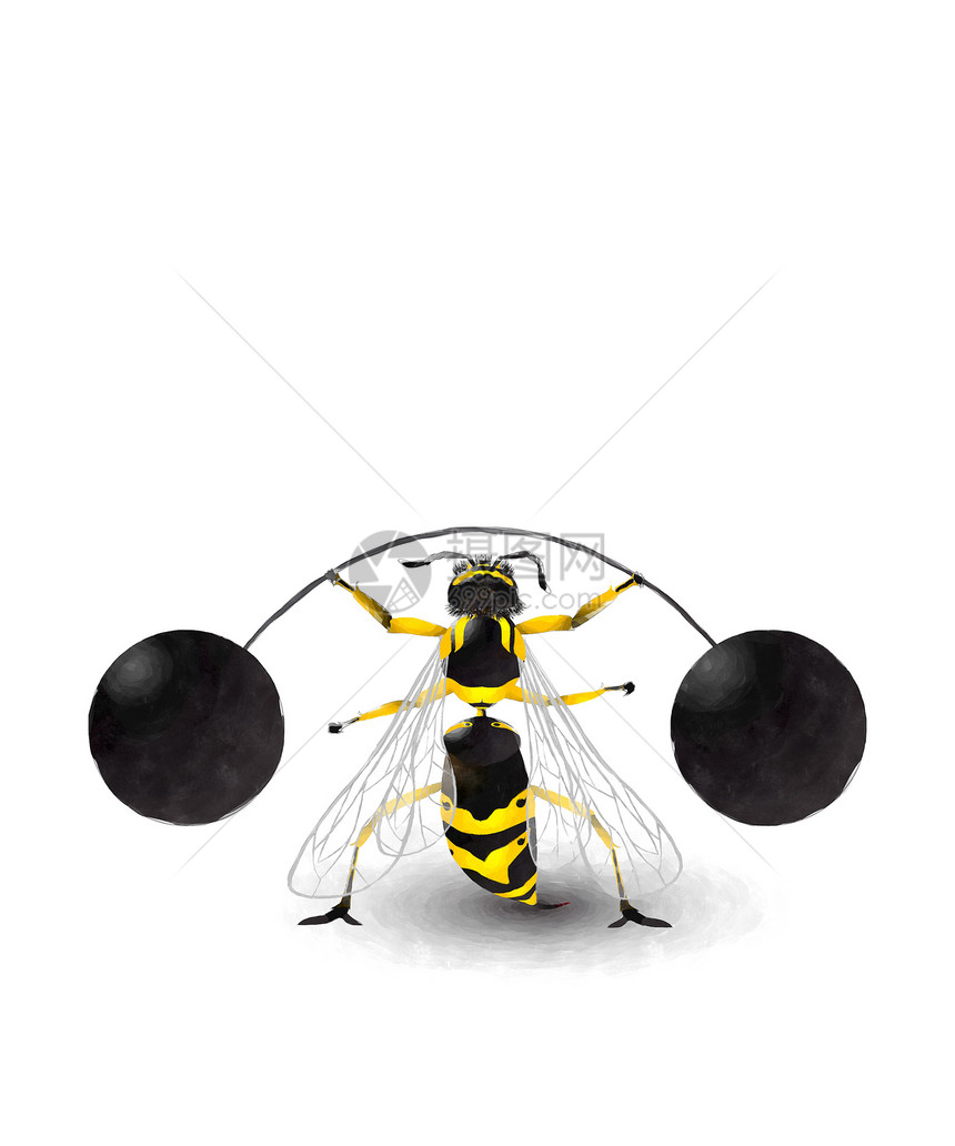 白色背景的水超大蜜蜂举重图片