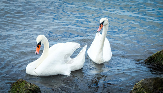 Swans在清凉水中的观点背景图片