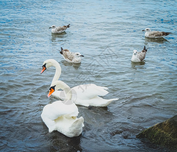 Swans在清凉水中的观点背景图片
