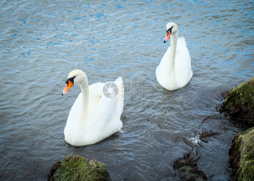 Swans在清凉水中的观点图片