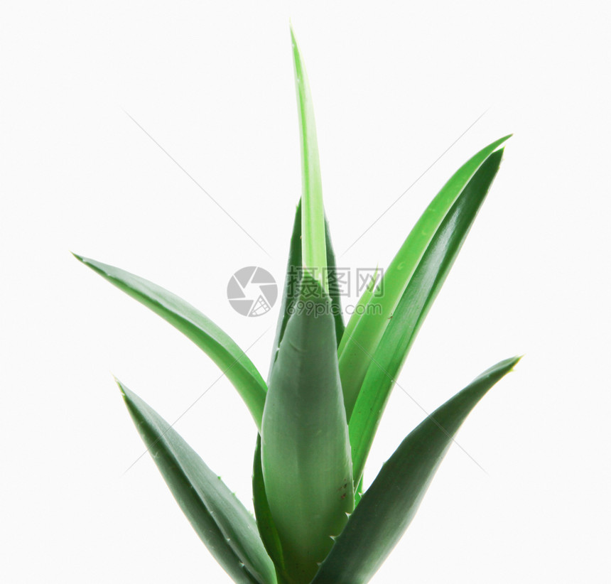 白底隔绝的Aloevera植物图片