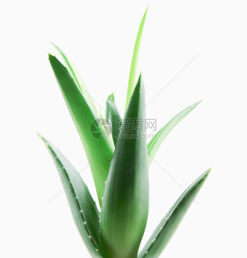 白底隔绝的Aloevera植物图片