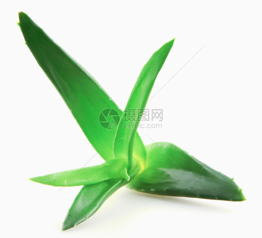 白底隔绝的Aloevera植物图片