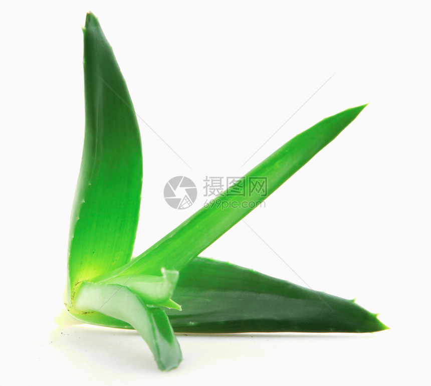 白底隔绝的Aloevera植物图片