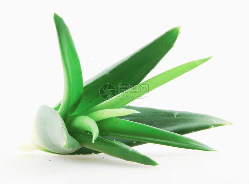 白底隔绝的Aloevera植物图片