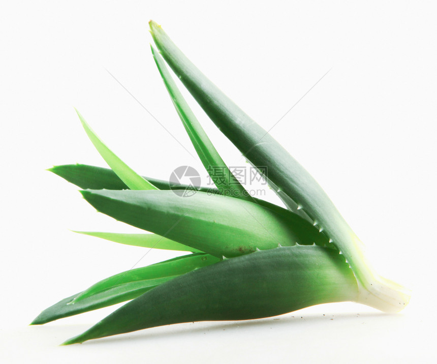 白底隔绝的Aloevera植物图片