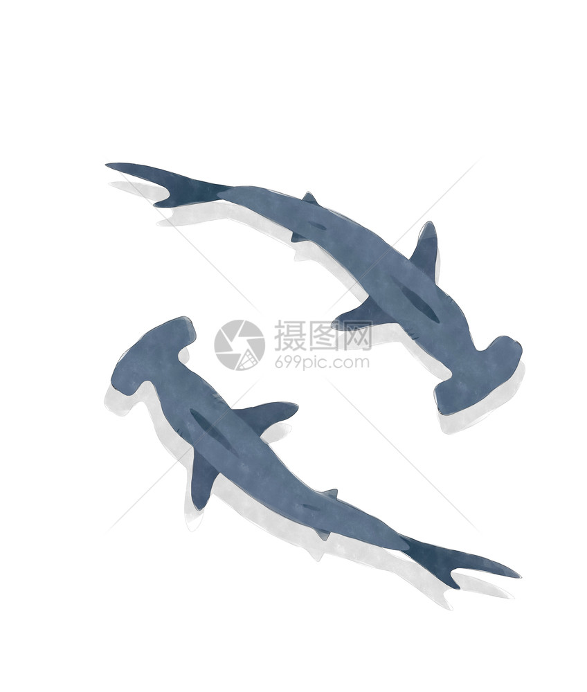 白底水彩锤头鲨鱼图片