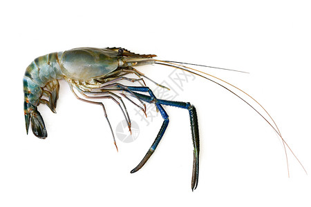 鲜虾或龙的图片孤立在白色背景上动物食背景图片