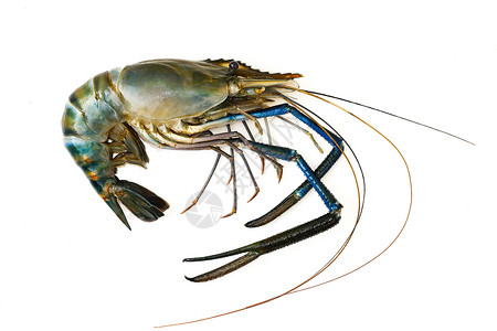 鲜虾或龙的图片孤立在白色背景上动物食图片