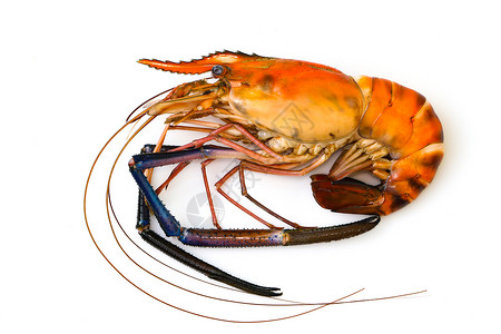 红色煮虾或龙的图片孤立在白色背景上动物食图片
