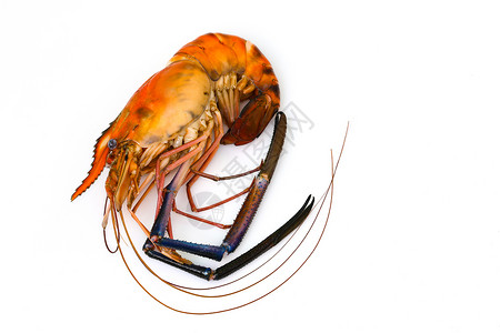 红色煮虾或龙的图片孤立在白色背景上动物食背景图片