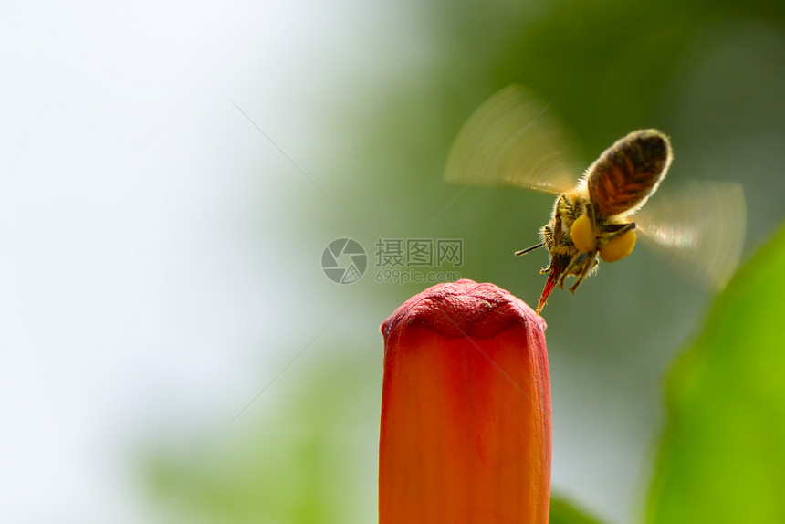 蜜蜂花粉红复制空间图片