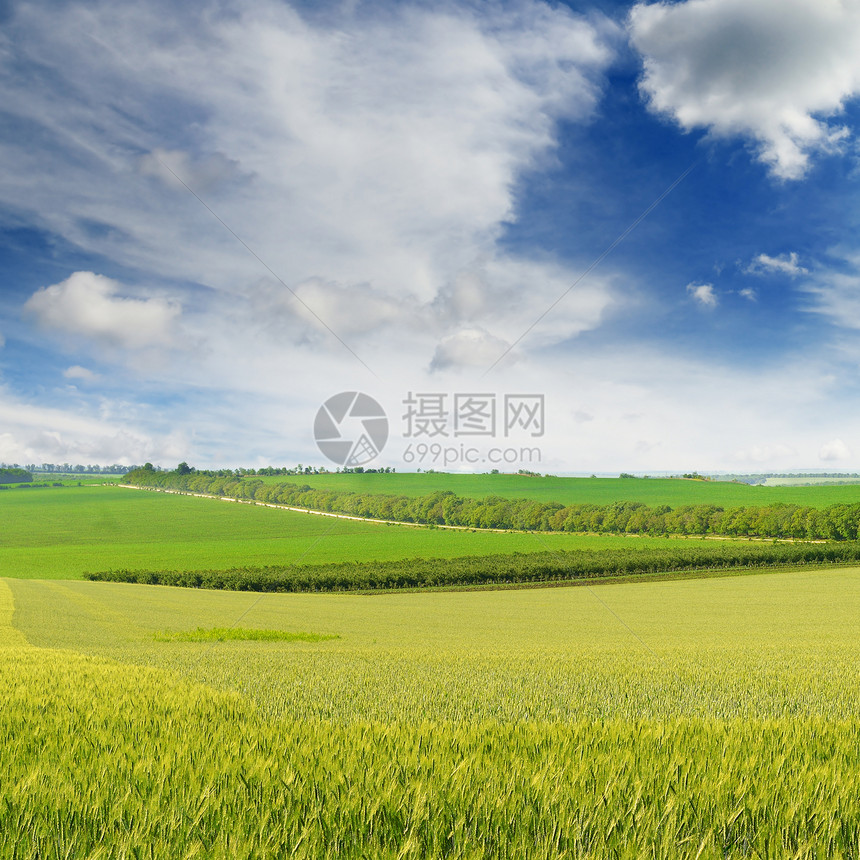 阳光明媚的白天是小麦田图片