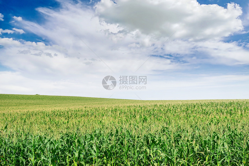 玉米种植和蓝天图片