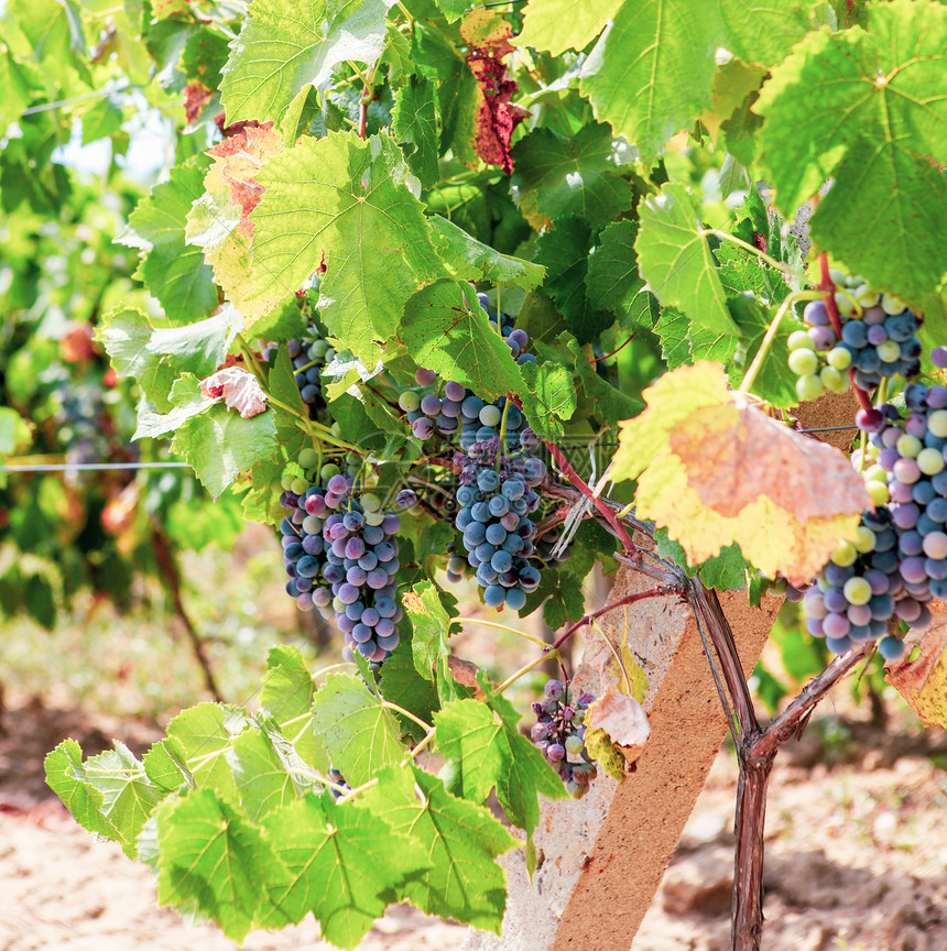 用于生产优质葡萄的态清洁用于生产优质葡萄的态清洁图片