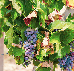 用于生产优质葡萄的态清洁用于生产优质葡萄的态清洁图片