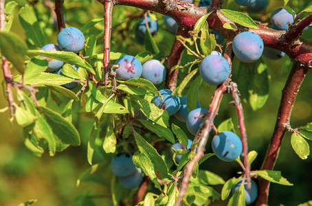 在生态清洁地区种植的新鲜有机蓝莓在一个生态清洁地区种植的新鲜有机蓝莓图片