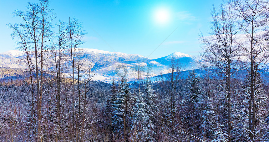 乌克兰喀尔巴阡山冬季风景全雪峰极端地形坡和松树林图片