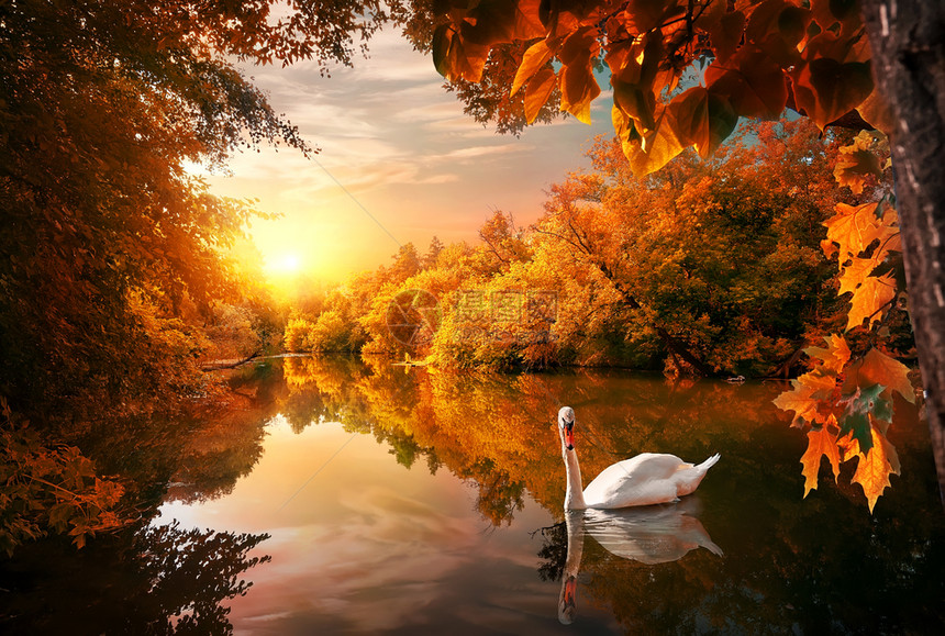 白天鹅在日出时森林中的秋天池塘图片