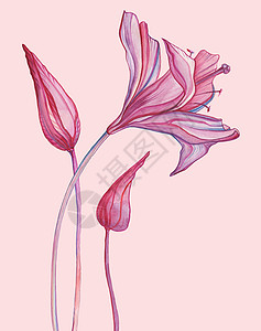 百合花水彩摘要外表花朵手绘热带插图画花样水彩图现代风格水彩花样背景