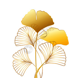 Ginkgobiloba树叶的矢量插图背景树叶的双光片树叶图片