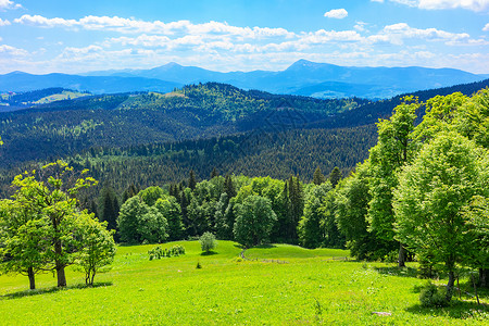 乌克兰的绿林山丘草地和蓝天的喀尔巴阡山脉风景图片