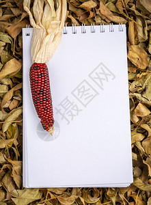 与带装饰玉米的干落叶相对空白螺旋草图背景图片