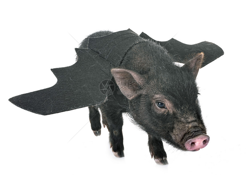 白色背景面前的蝙蝠维代名猪图片