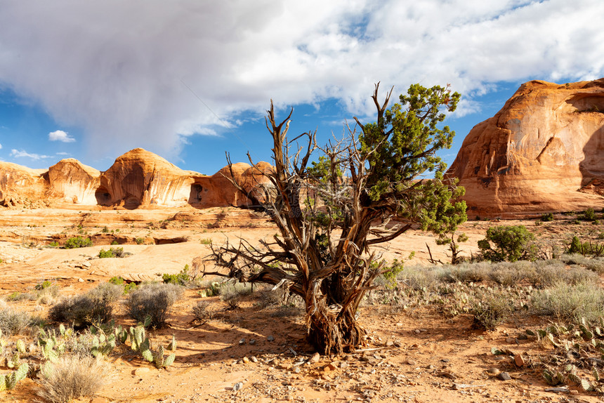 亚利桑那沙漠树仙人掌和岩石图片