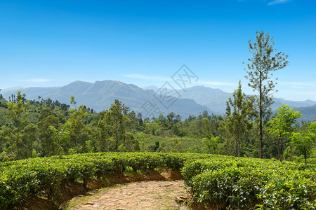 山地和蓝天的茶叶种植园图片