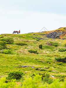 马在草原上平静的乡村现场马在牧上图片