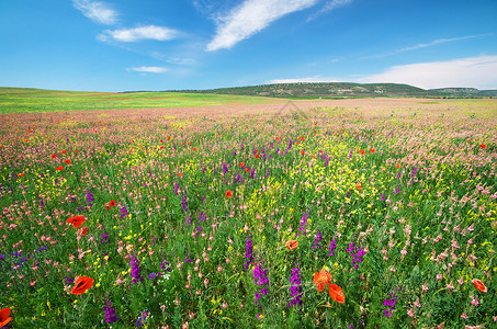 鲜花的春草地自然构成高清图片
