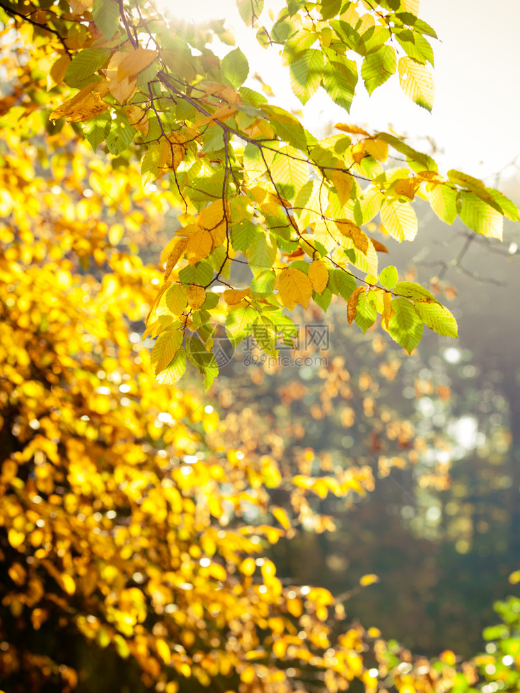 明秋叶树黄色自然背景图片