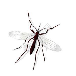 白色背景的蚊子绘画水彩色风格图片