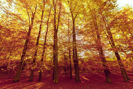秋天概念公园多姿彩的秋天很美丽的树公园多彩秋天图片
