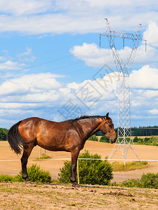 草原上的优雅棕色马匹草原上的优雅棕色马图片