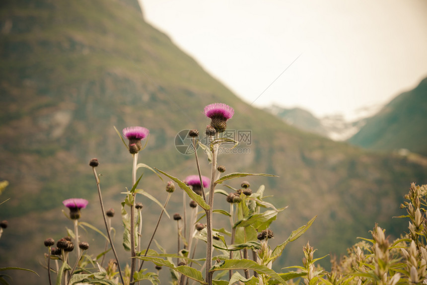 旅游度假和挪威地表和山上花朵的风景和背夏天的山地观图片