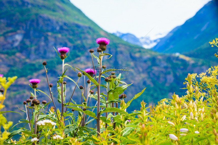 旅游度假和挪威地表和山上花朵的风景和背夏天的山地观图片