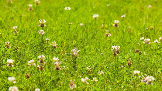 自然背景概念绿草和鲜花详细密闭绿草和鲜花详细密闭背景图片