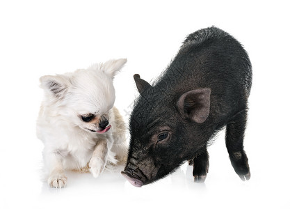 狗和猪白种背景面前的猪和吉华人背景