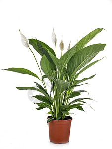 白色背景前的Spathphyllum植物高清图片