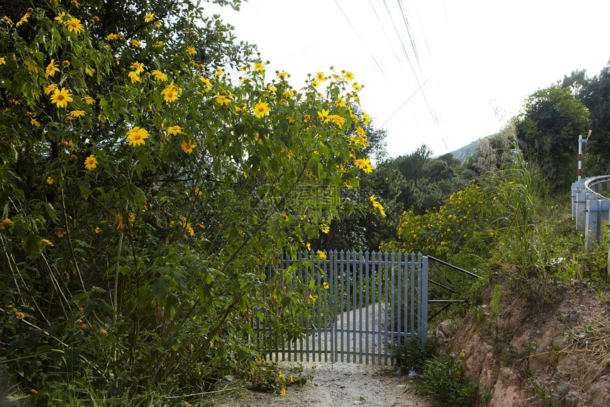 越南乡村的Dalat是旅游城市有着美景村野花图片