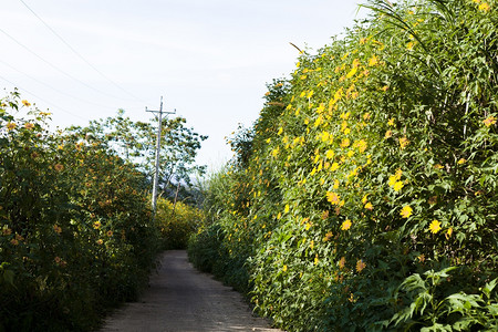 越南乡村的Dalat是旅游城市有着美景村野花图片