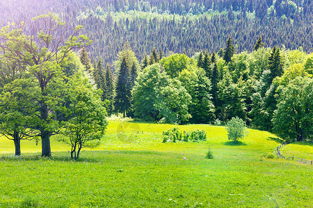 乌克兰喀尔巴阡山脉风景的夏季包括绿林山丘草原图片