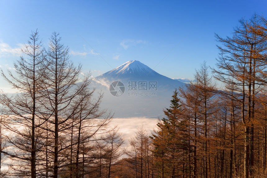 在日本Yamaashi的藤川口子Tofukawaguchiko以晨雾或见山和干枯树的空中景象图片