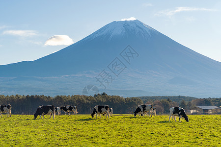 日本富士山前的绿地上吃红草牛群图片